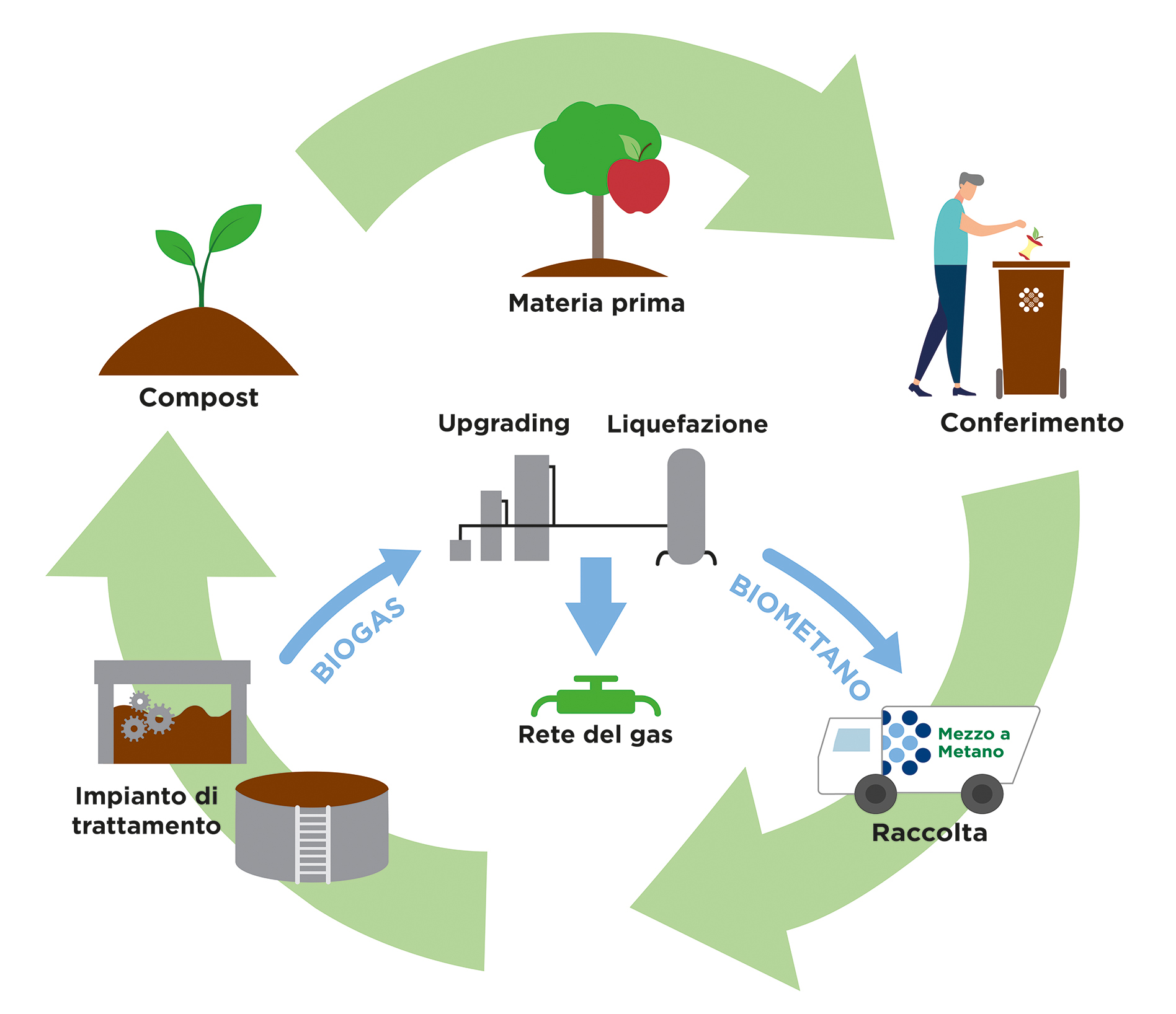 immagine del ciclo dell'organico
